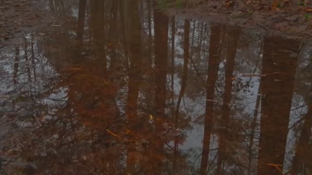 Пейзаж леса осенью — стоковое видео