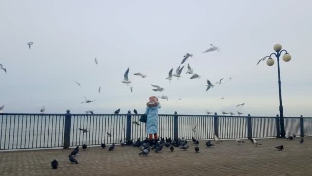 Mulher está alimentando gaivotas em uma praia — Vídeo de Stock