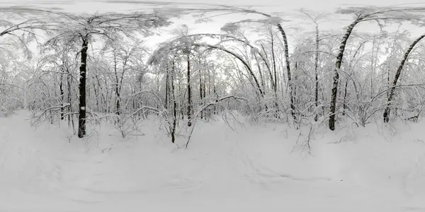 360 Vr panorama av skog i snön i vinter — Stockfoto