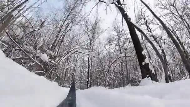 Homem esquiando em uma floresta de inverno . — Vídeo de Stock