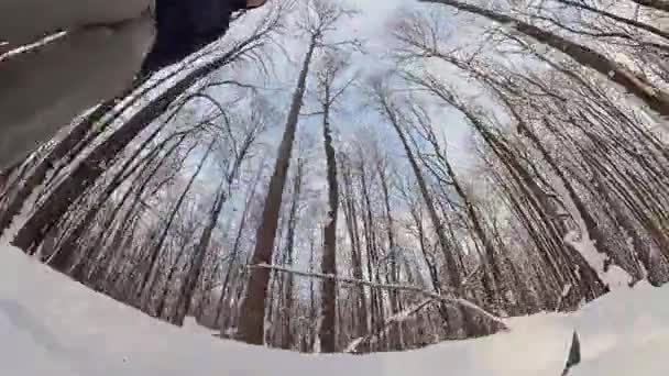 Человек катается на лыжах в зимнем лесу . — стоковое видео