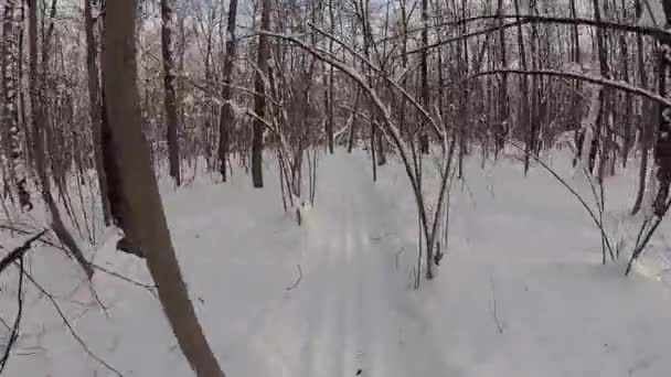 Hombre esquiando en un bosque de invierno . — Vídeo de stock