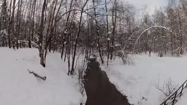 Man skidåkning i en vinter skog. — Stockvideo