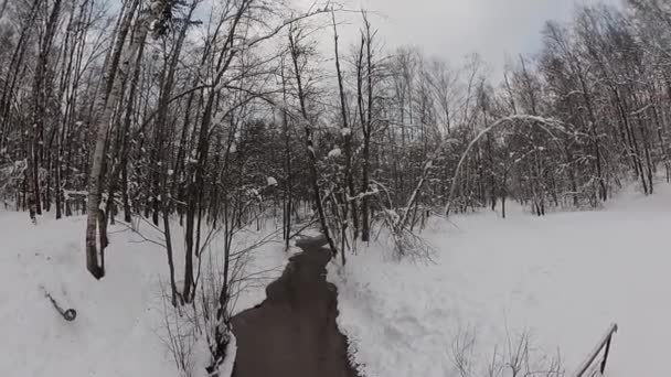 Man skidåkning i en vinter skog. — Stockvideo