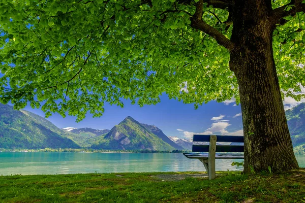 Banco abaixo de uma árvore em uma costa de lago. Montanhas ao fundo . — Fotografia de Stock