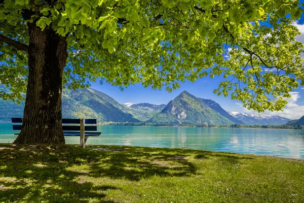 Panchina sotto un albero su una riva del lago. Montagne sullo sfondo . — Foto Stock