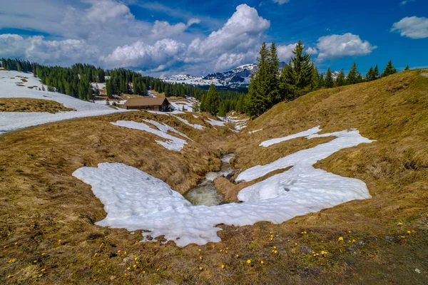 Schöne Schweizer Berglandschaft mit blühenden Löwenzahnblüten — Stockfoto