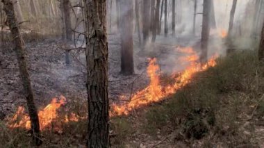 Ormanda, kuru ot ateş yakar