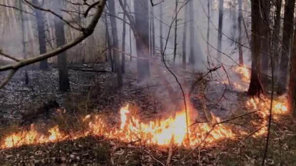 森林中的火, 干燥的草燃烧 — 图库视频影像