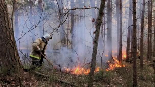 Brand i skogen, torrt gräs brinner — Stockvideo