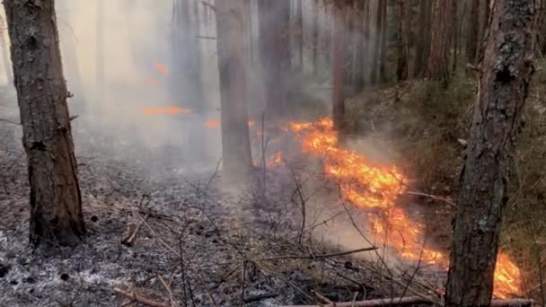 森林中的火, 干燥的草燃烧 — 图库视频影像