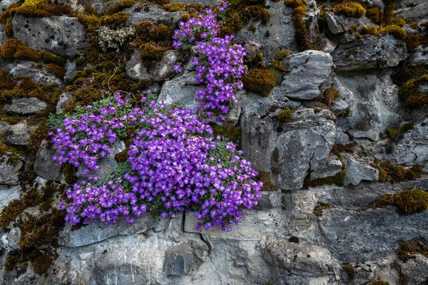 Pequenas flores roxas em rochas — Fotografia de Stock