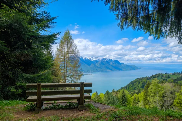 Bench fenyőerdőben, gyönyörű kilátással — Stock Fotó