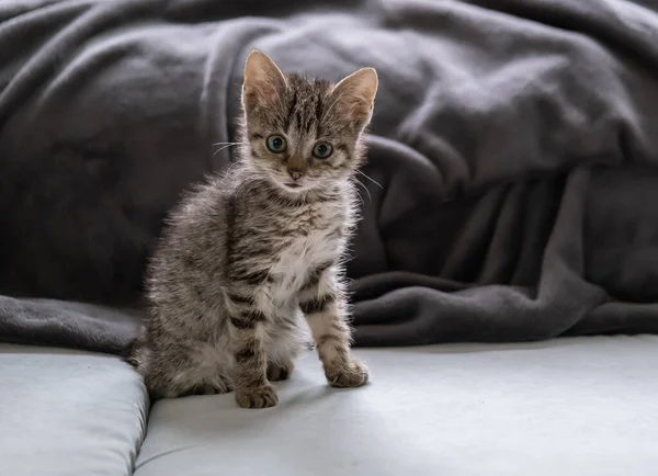 Jeune chaton assis sur le canapé — Photo