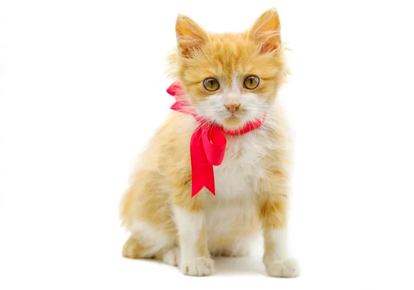 Red kitten with a red bow on a white background — Stock Photo, Image