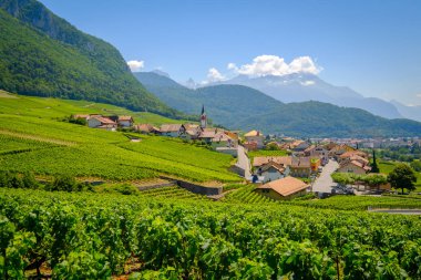 Ön plan, üzüm bağları, yaz İsviçre vadi yatay