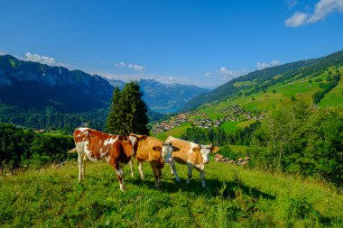 Küçük inek sürüsü otlatmak alpin çayır