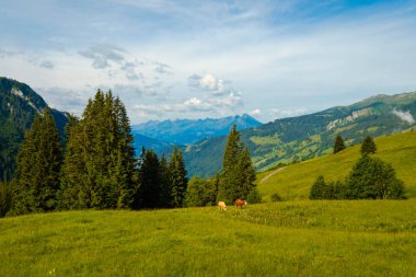 Küçük inek sürüsü otlatmak alpin çayır