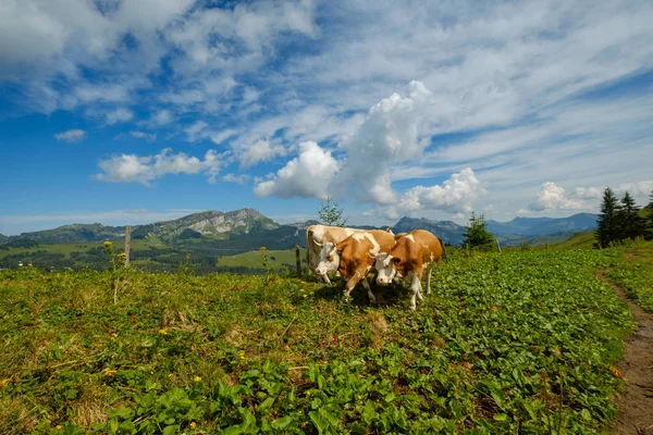 Küçük inek sürüsü otlatmak alpin çayır — Stok fotoğraf