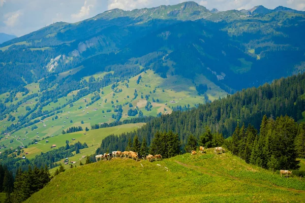 Pequeño rebaño de vacas pastando en un pastizal de montaña —  Fotos de Stock
