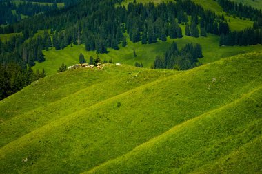 Küçük inek sürüsü otlatmak alpin çayır