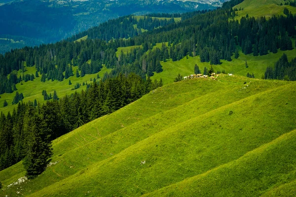 Pequeña manada de vacas pastan en el prado alpino — Foto de Stock