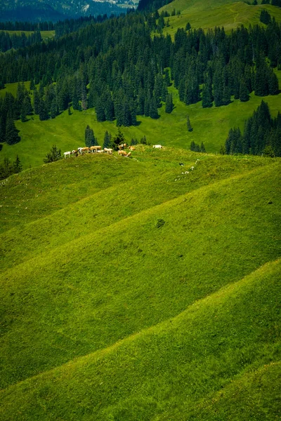 Pequena manada de vacas pastam no prado alpino — Fotografia de Stock