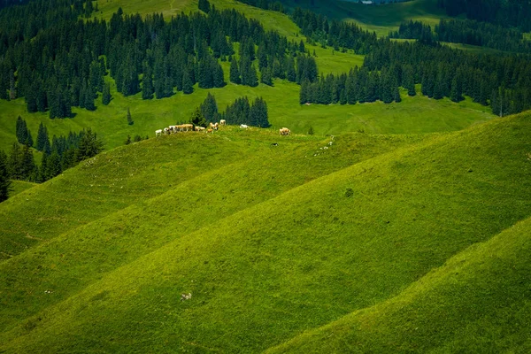 Piccole mandrie di mucche pascolano nel prato alpino — Foto Stock