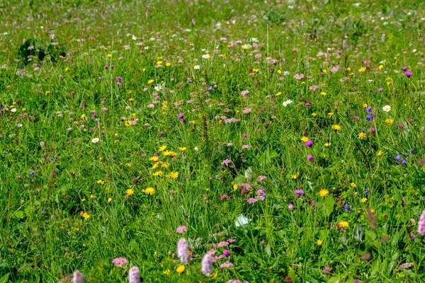 スイスでの高山草原の開花 — ストック写真