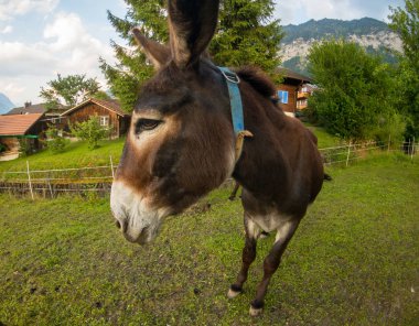 Eşek İsviçre gruptaki