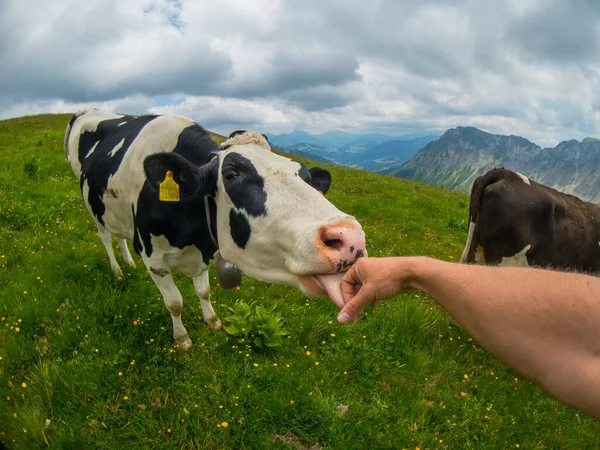 POV inek Dağı mera erkek el yalıyor — Stok fotoğraf