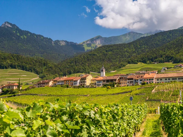Швейцарія літній краєвид долини з виноградниками на передньому плані — стокове фото