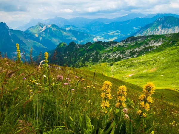 Paisaje de verano de Suiza naturaleza en Rochers-de-Naye — Foto de Stock