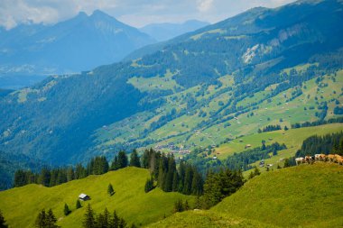 Küçük bir dağ mera üzerinde otlatma inek sürüsü