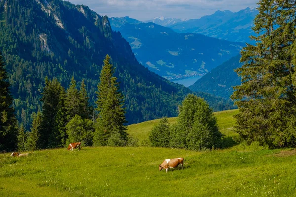 Piccole mandrie di mucche pascolano nel prato alpino — Foto Stock