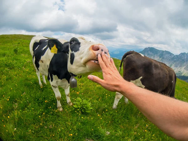 POV inek Dağı mera erkek el yalıyor — Stok fotoğraf