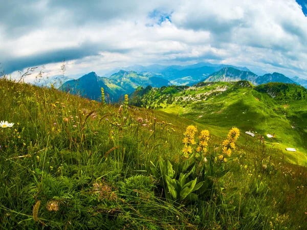 Letní krajina Švýcarsko povahy na Rochers-de-Naye — Stock fotografie