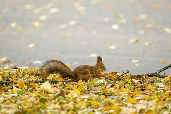 Squirrel runs on leaves in park — Stock Photo, Image