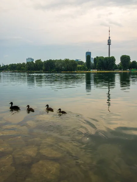 Les canards nagent dans le Danube, en arrière-plan de la tour de télévision — Photo