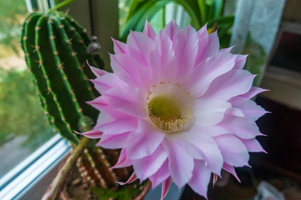 Grote roze mooie cactus bloem gekweekt in een kamer — Stockfoto