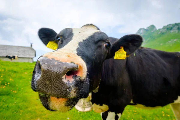 Funny portrait of a cow muzzle close-up on an alpine meadow — Stock Photo, Image