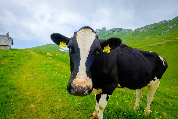 Drôle de portrait d'un museau de vache en gros plan sur une prairie alpine — Photo