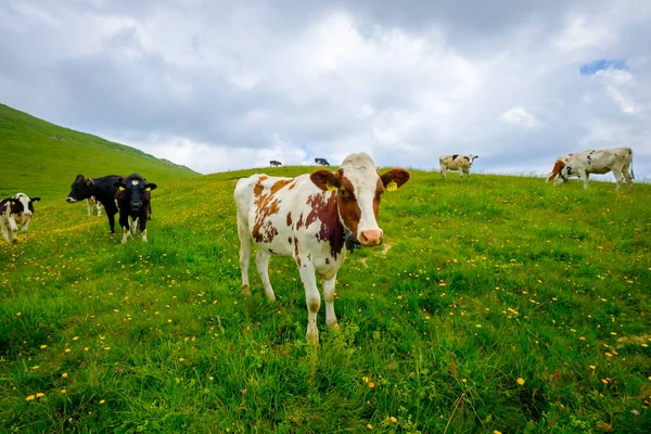 Piccole mandrie di mucche pascolano nel prato alpino — Foto Stock