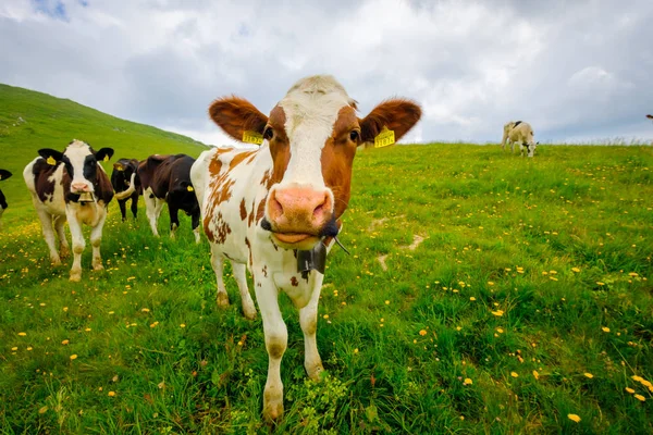 Un petit troupeau de vaches paissent dans la prairie alpine — Photo