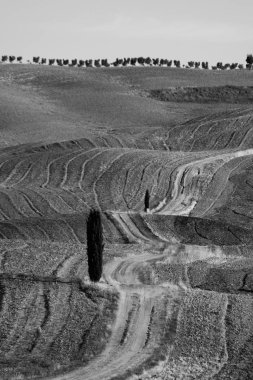 Tek başına selvi ile tek renkli alan manzarası