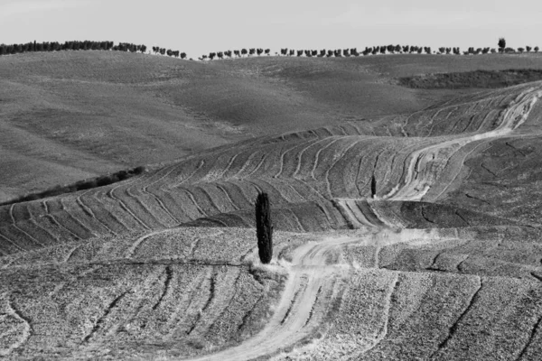 Monochromatická krajina pole se samotným cypřišem — Stock fotografie