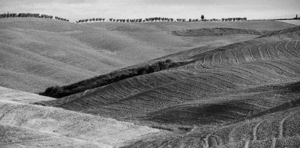 Paesaggio monocromatico di campo con solo cipresso — Foto Stock