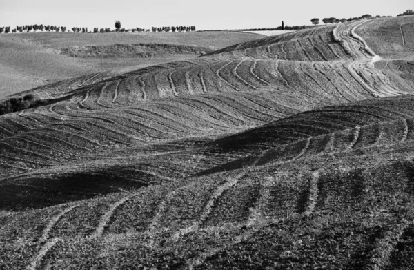 Monochromatická krajina pole se samotným cypřišem — Stock fotografie