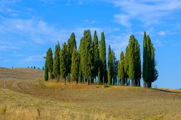 Yalnız selvi ağaçlarıyla dolu bir arazi. — Stok fotoğraf