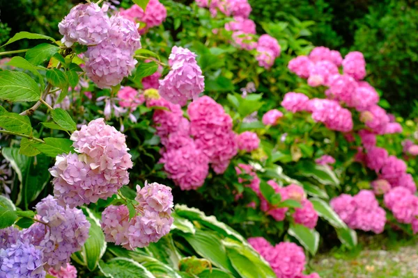 Ανθισμένη ροζ Ορτανσία λουλούδια στον κήπο — Φωτογραφία Αρχείου